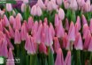 Tulipa Neper ® (2)